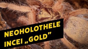 'Fast Food #5 | Neoholothele incei \"Gold\"'