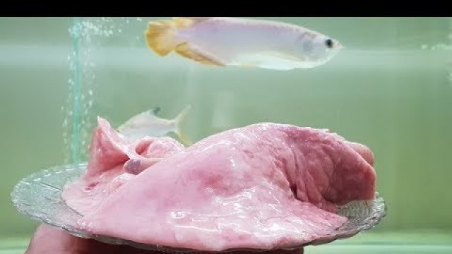 'Arowana fish food feeding - Goat Lungs (food for high cholestrol)'