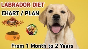 'Labrador diet chart | Labrador puppy diet plan | in hindi | dog diet plan'