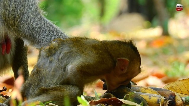 'JANE SHARED FOOD TO JANNA SO SWEETLY, ADORABLE MONKEY LOOK AMAZING NOW..'