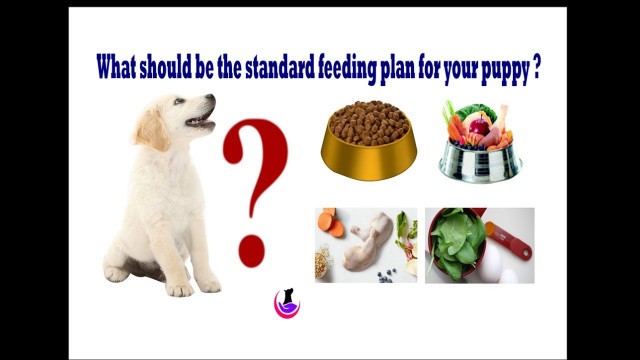 'Puppy food plan  ( in Hindi )'