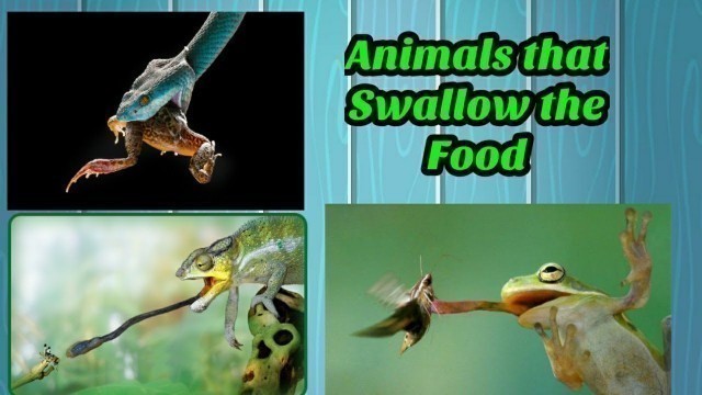 'How do animals eat? (Animals that swallow their food?)'