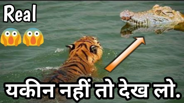 'Tiger Vs Crocodile | Tigers Defeated Crocodiles Because Of Scramble For Food 2018'