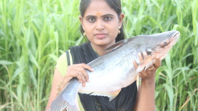 'COOKING 5KG BIG FISH FRY IN TAWA/My Village My Food'