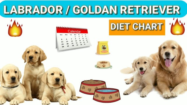 'Labrador diet chart | Golden Retriever diet plan | in hindi | dog diet plan'