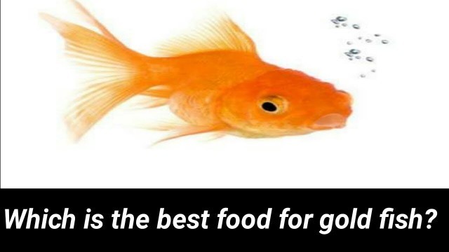 'தங்க மீனிற்காக ஒரு நல்ல உணவு ? One of the best gold fish food / Fish Aquarium Tamil'