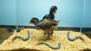 'Chicken vs Centipede - Feed chicken their favorite food - Insect Stories'