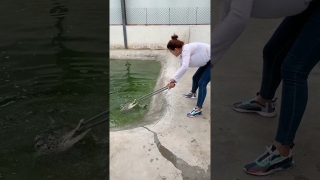 'Group of crocodiles in Crocodile farm , Give food to them, This is my work every day 9'