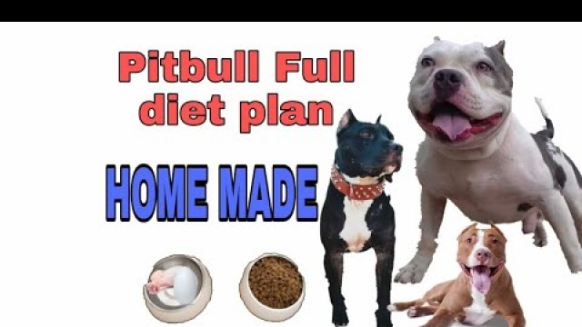 'Pitbull Dog Home made food Diet plan! amazing facts in Hindi##doguniquecafe'