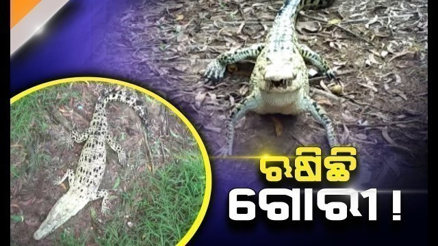 '44 Year Old Albino Crocodile \"Gori\" In Bhitarkanika Quit Food'