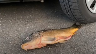 'Crushing Crunchy & Soft Things by Car! Experiment Car Vs Fish, Foods, Toys'