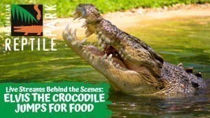 'LIVE: FEEDING ELVIS THE CROCODILE | AUSTRALIAN REPTILE PARK'