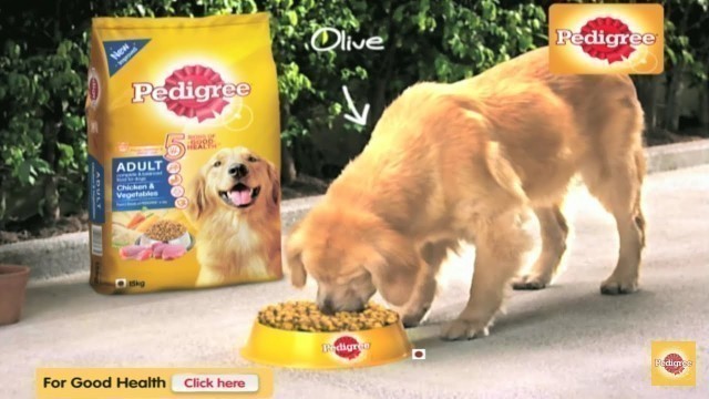 'Pedigree dog food review || Best food for your dog || in hindi || pedigree'