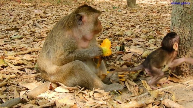 'Vitta baby monkey is well protective and shared food by his mom'