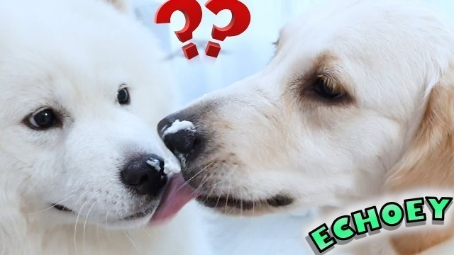 'My Dog Reaction To Eating Food From Nose *