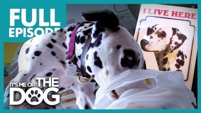 'The Canine Criminal: Dally | Full Episode | It\'s Me or the Dog'