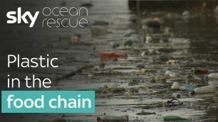 'Plastic in the food chain | #OceanRescue'