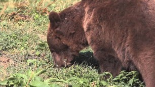 'Science Video Vocab: Omnivore, Herbivore, Carnivore, Food Chain (#GH5037) Trailer'