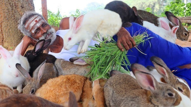 'Unseen !!! Rabbit BIRYANI prepared by my daaddy Arumugam / Village food factory'