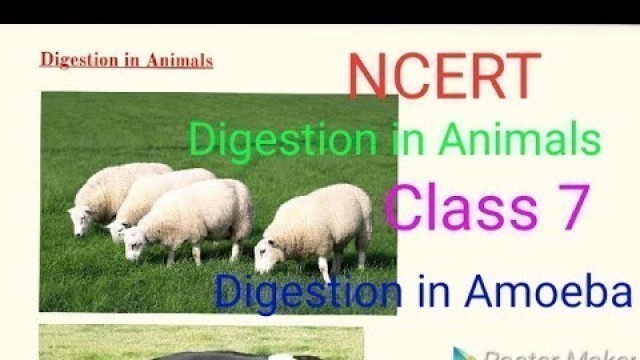 'Digestion in Grass Eating Animals & Amoeba || NCERT || Science Class 7 Ch 1 ||Panorama Learning ||'