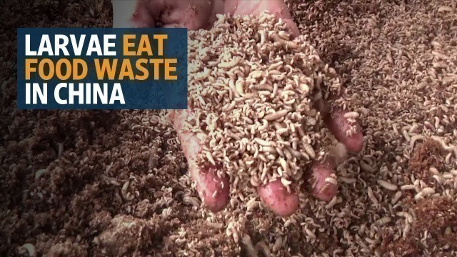 'In China, maggots finish plates, and food waste'