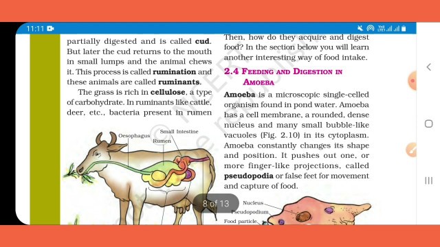 'Digestion in grass eating animals|Food taking and Digestion in Amoeba | Nutrition in Animals Class 8'