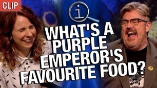 'QI | What\'s A Purple Emperor\'s Favourite Food?'