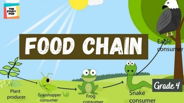 'FOOD CHAIN | SCIENCE | GRADE 4 | The Study Pod'