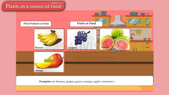 'Science Class 6 - Food Where Does it Come From ?'