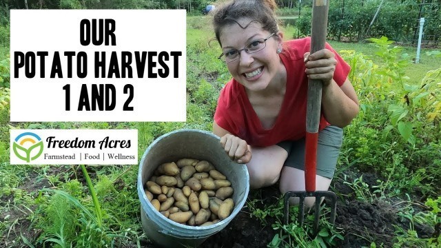 'Red, White, and PURPLE Potato Harvest ~ Best Food on Earth!!'