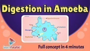 'Digestion in Amoeba |CBSE Class 7 Chapter 2 Nutrition in Animals - LearnFatafat'