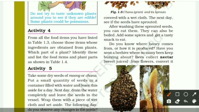 'Class 6th || Science|| Chapter 1|| Food: Where does it come from?|| Part 2 #NCERT #CBSE'