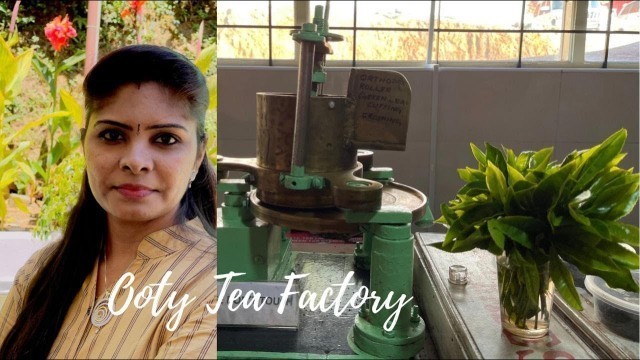 'Ooty Factory/Tamil/Tea Processing'