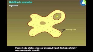 'Nutrition In Amoeba - Life process nutrition (CBSE Grade :10 Biology)'