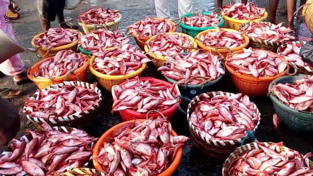 'India\'s biggest fish market Kasimedu,Chennai | Tamil food factory'